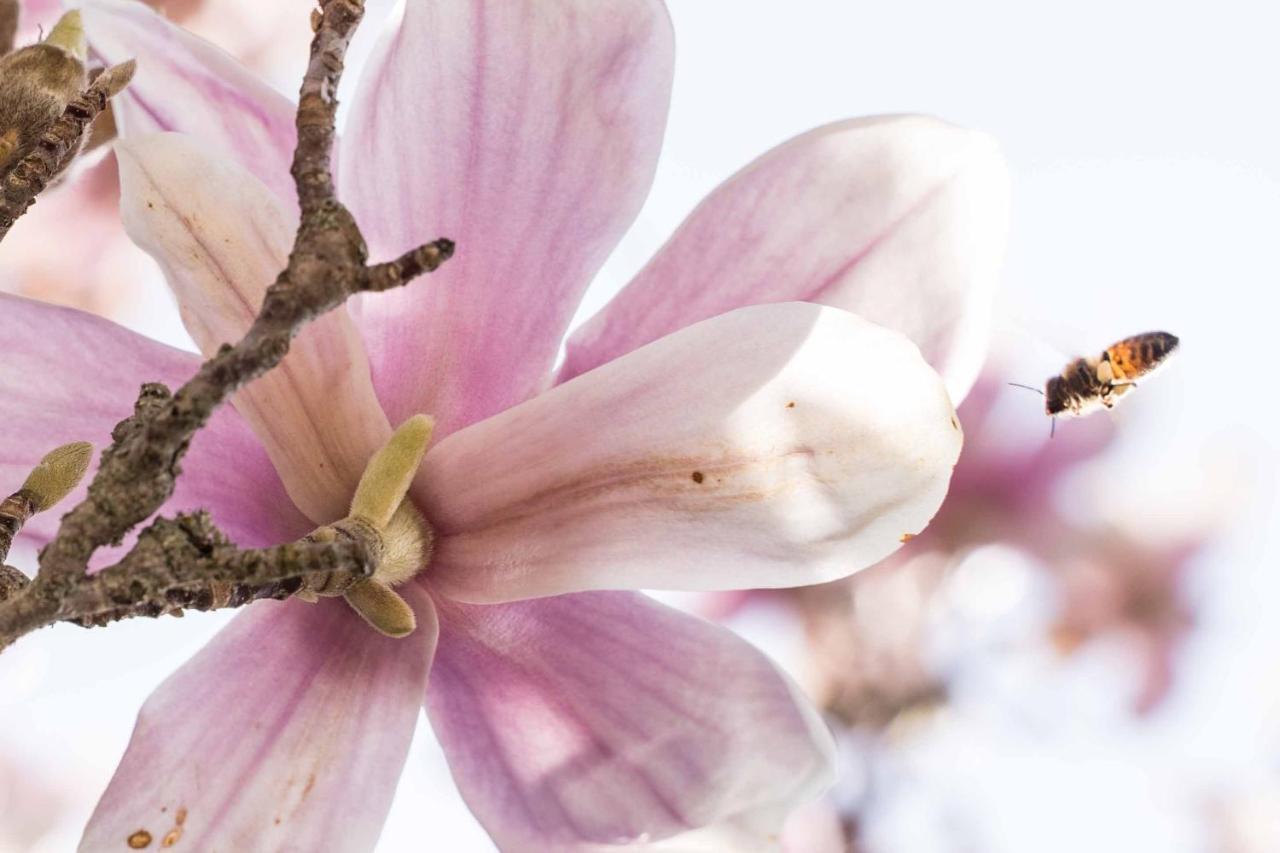 La Magnolia Bed and Breakfast Greve in Chianti Buitenkant foto