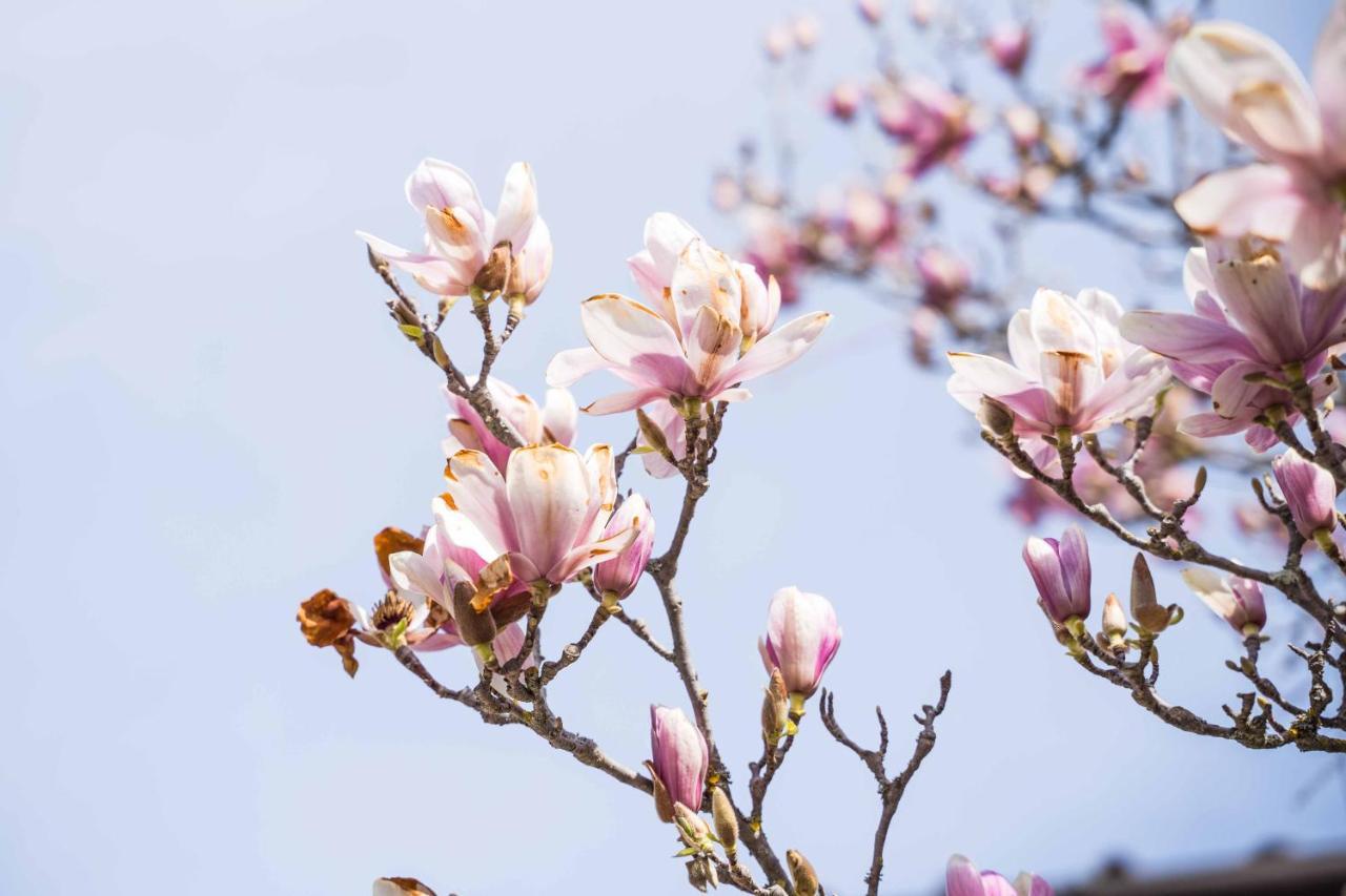 La Magnolia Bed and Breakfast Greve in Chianti Buitenkant foto